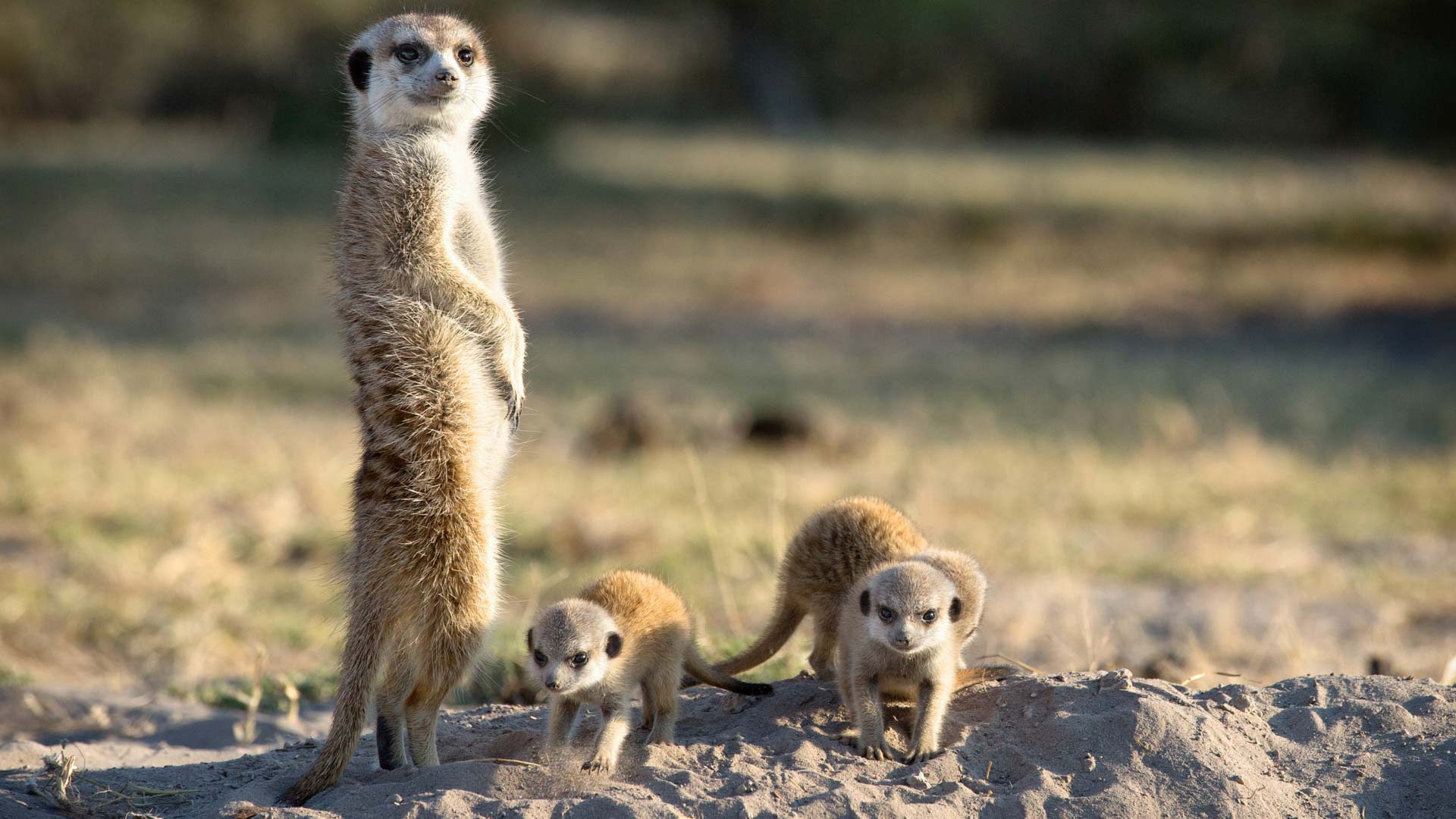Meercats in safari