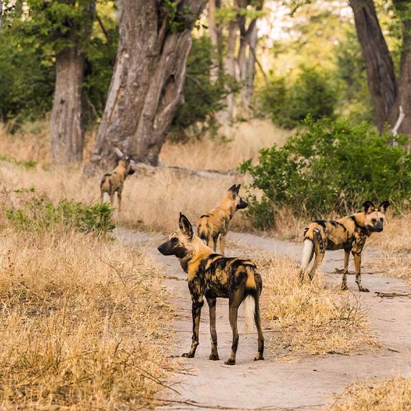 Wild dogs in Safari