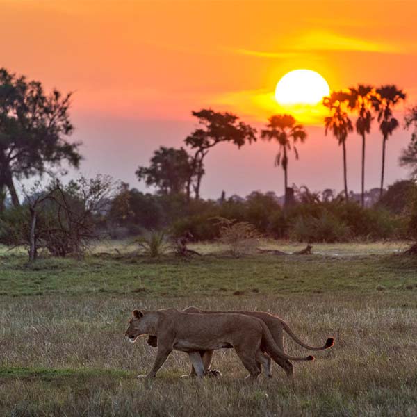 Lions walking in sunset