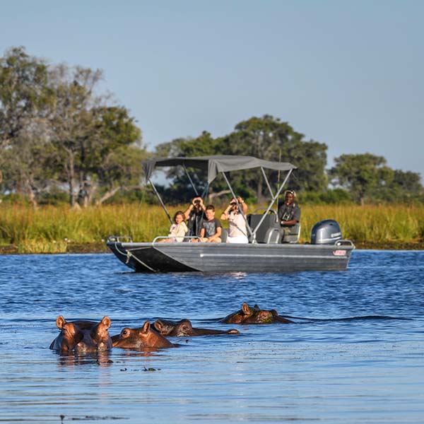 Hippos swimming in water next to people on a boat