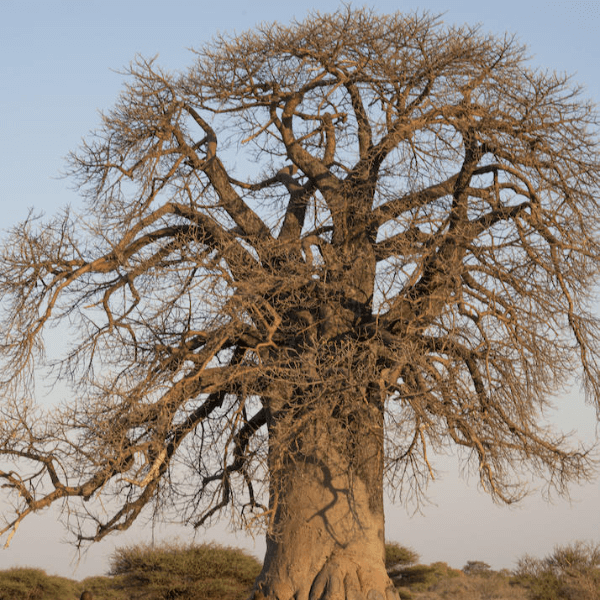 Planet Baobab Botswana