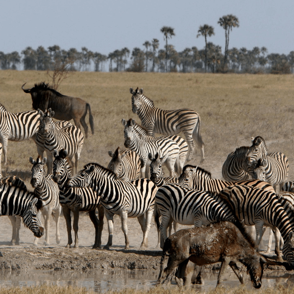 Jacks Camp Botswana