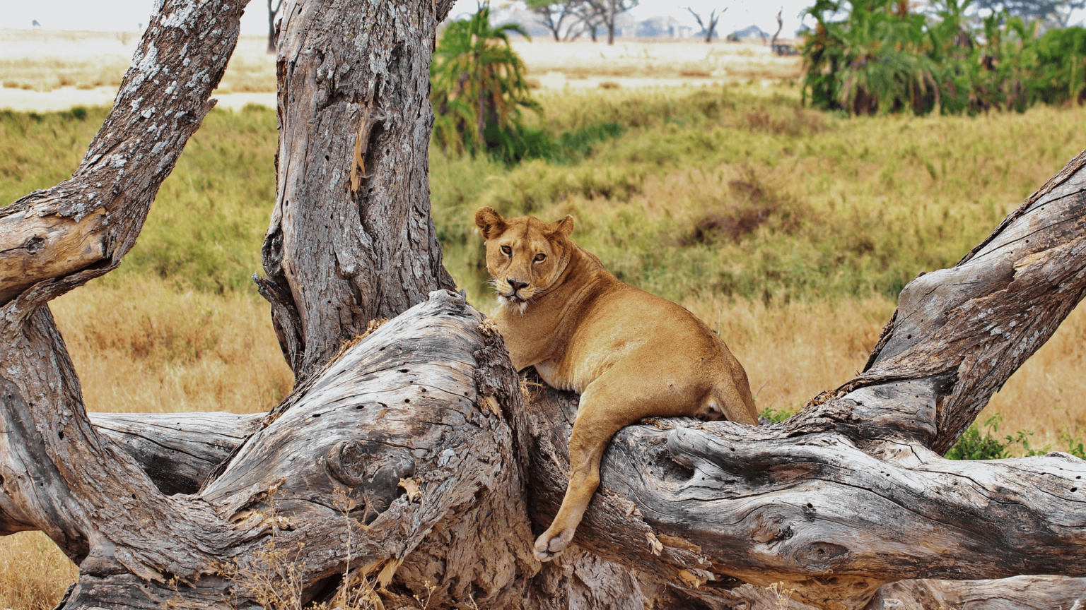 Lion Serengeti