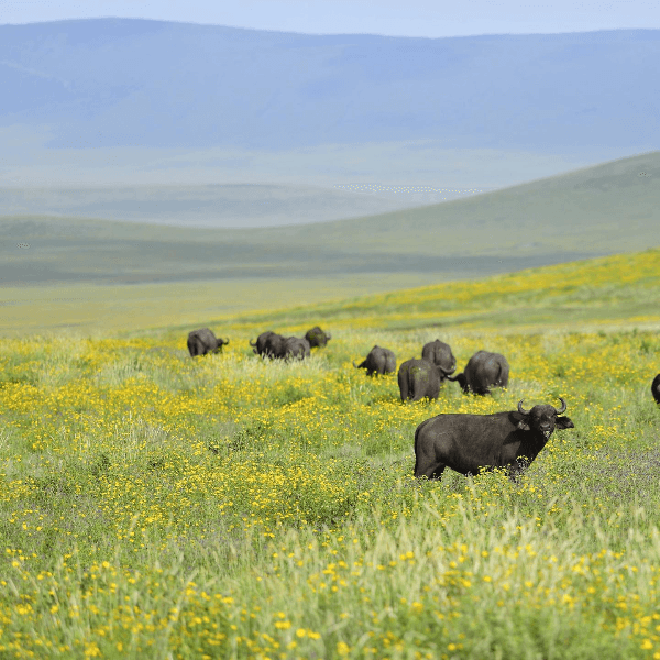 The Highlands Ngorongoro Crater