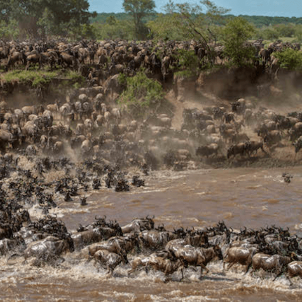 Serengeti Lemala