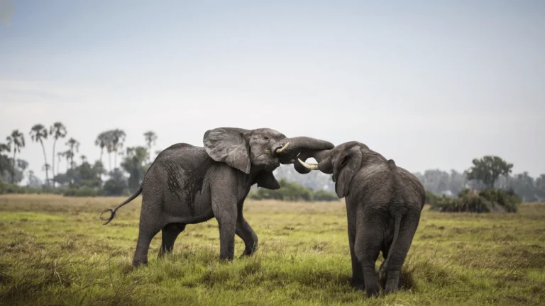 Botswana Safari