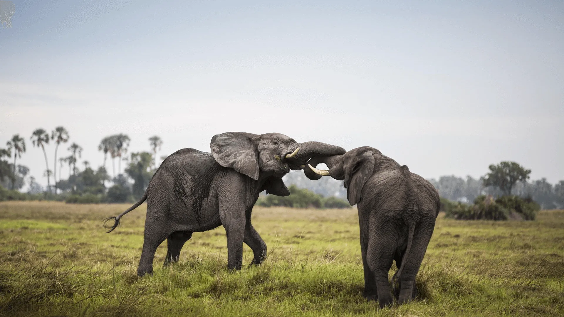 Botswana Safari