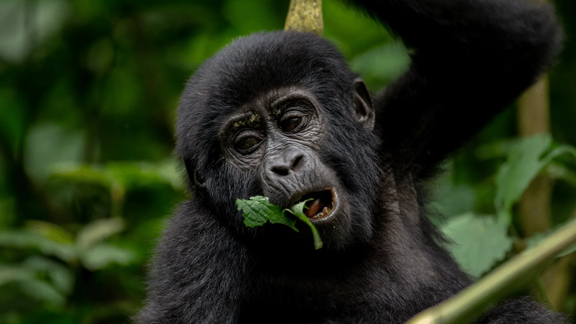 Uganda uwa gorilla