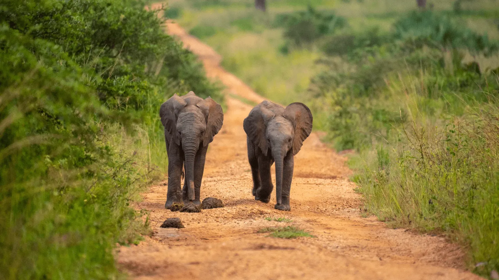 Elephants uganda uwa