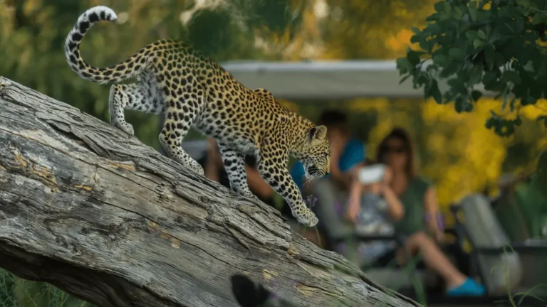 Botswana Safari