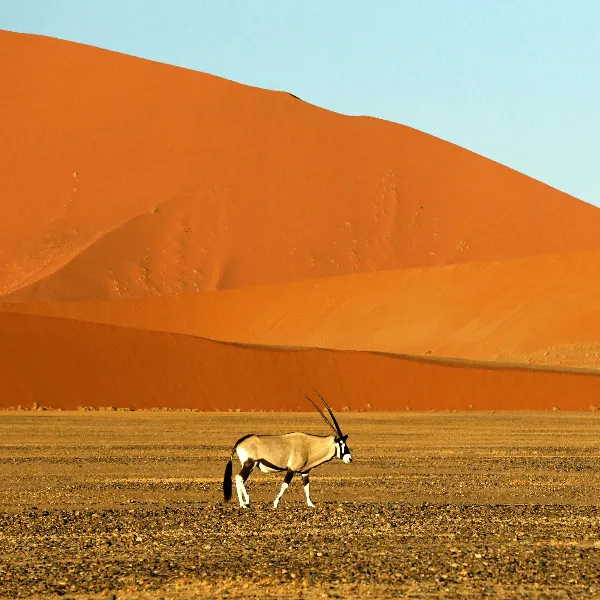 Namib Nauklauft National Park with Oryx