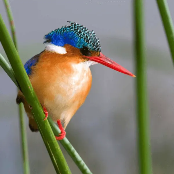 iSimangaliso