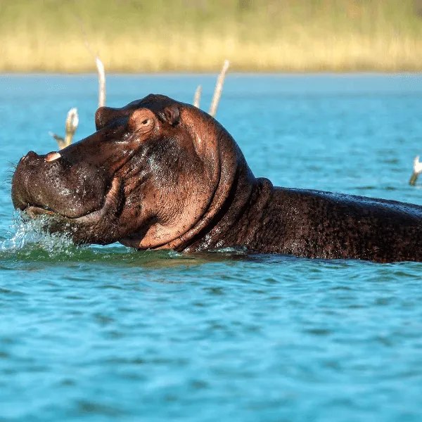 iSimangaliso