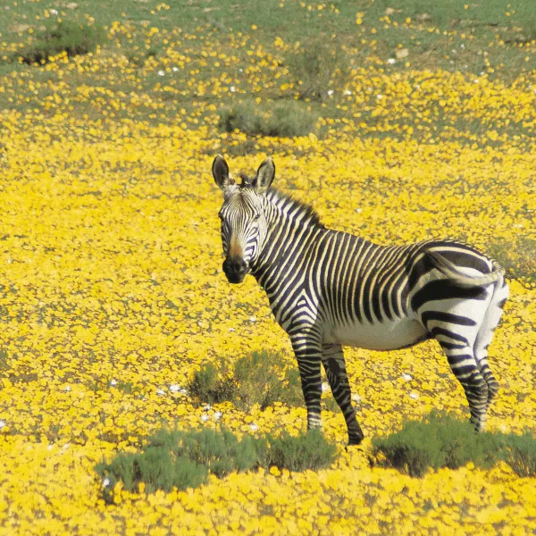 Cederberg