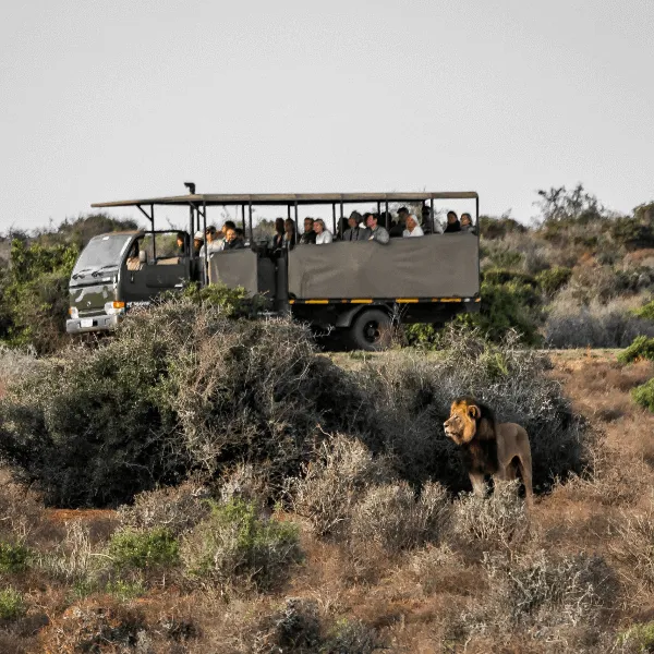 Addo Elephant