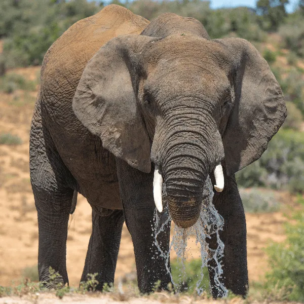 Addo Elephant