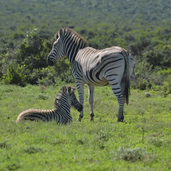 Addo Elephant