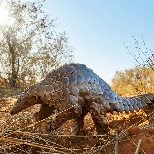 Pangolin