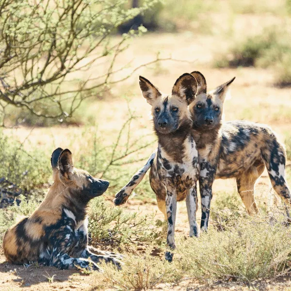 Tswalu Dogs