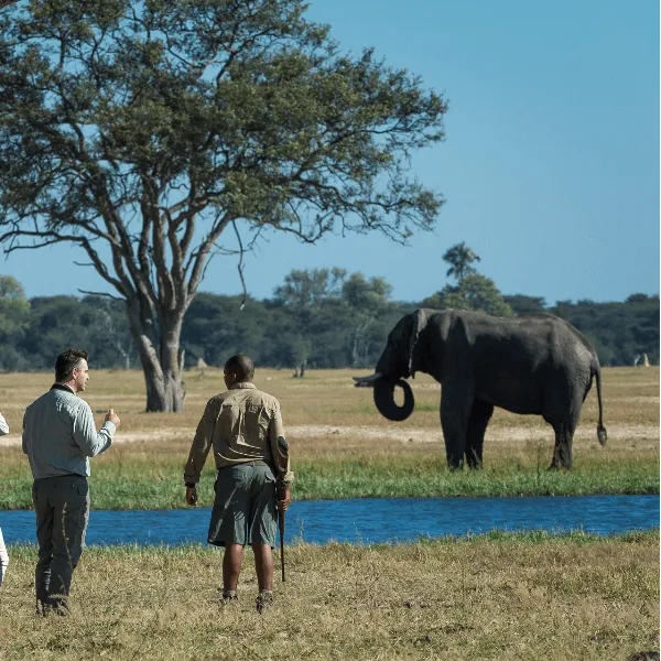 Wilderness Linkwasha Hwange