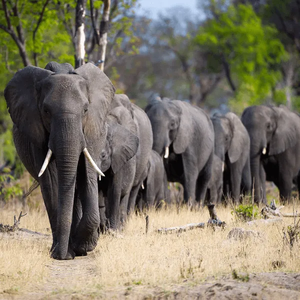 Wilderness Linkwasha Hwange