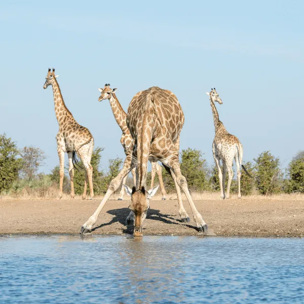 Singita Pamushana