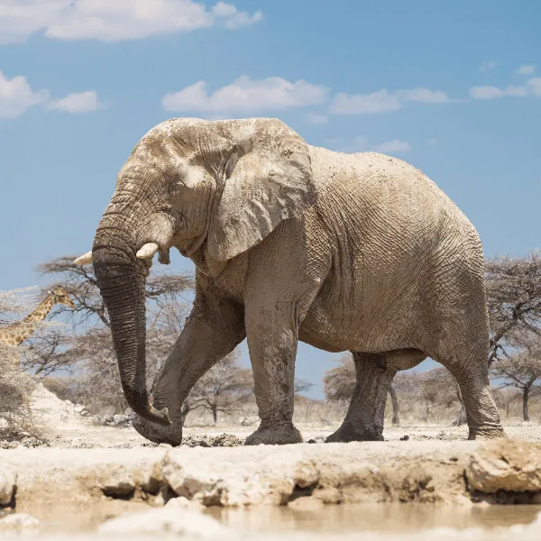 Onguma Bush Camp Etosha