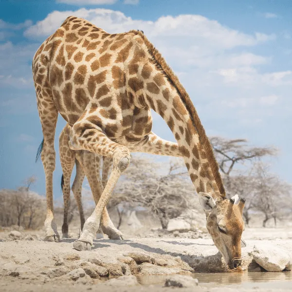 Onguma The Fort Etosha