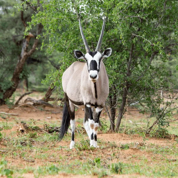 Okonjima