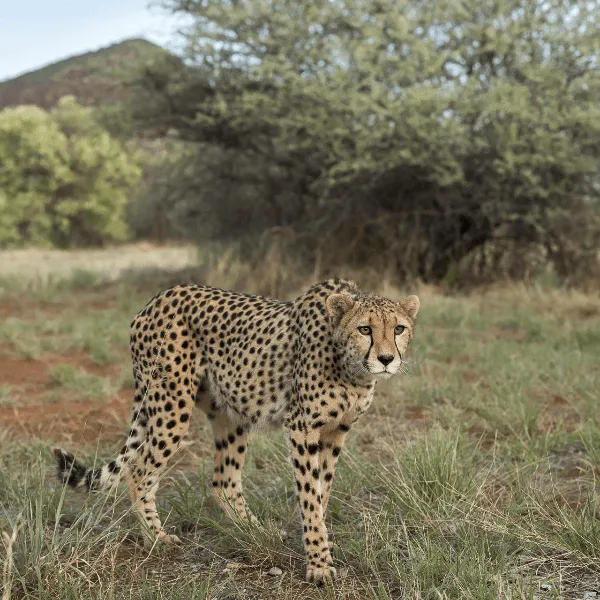 Okonjima Luxury Bush Sute