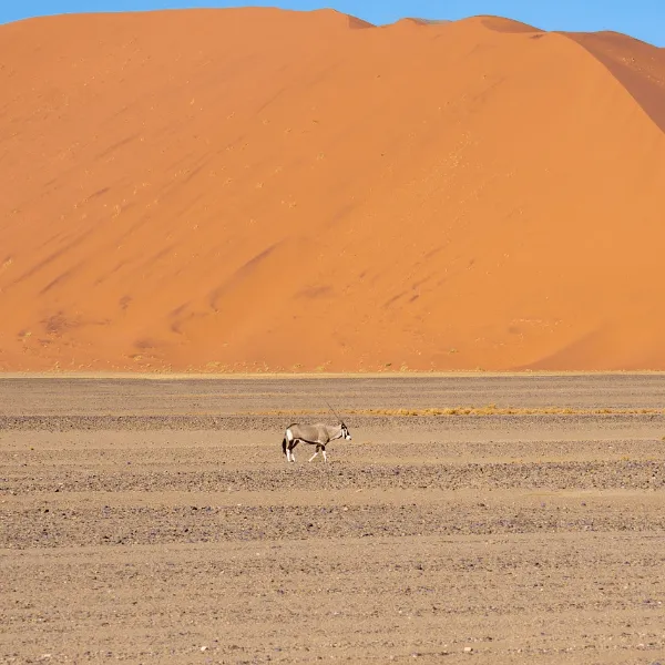 Oryx Sossuvlei