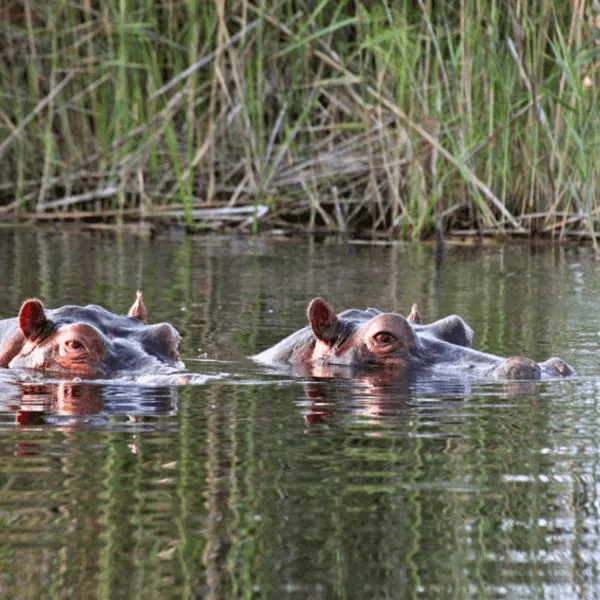 Caprivi Strip