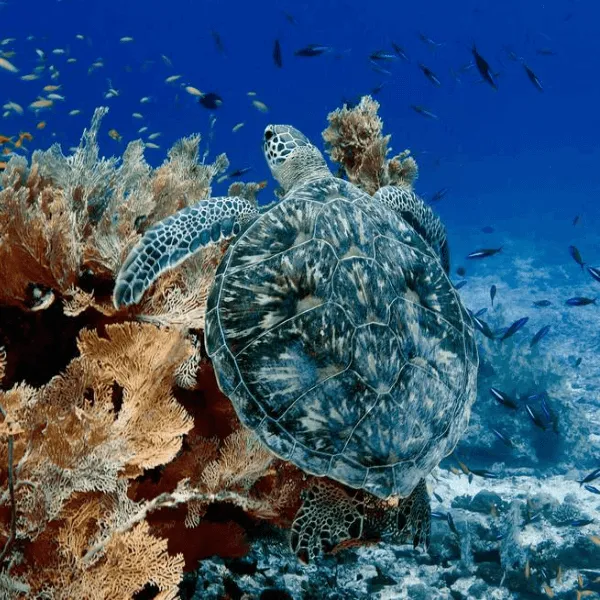 Alphonse Seychelles