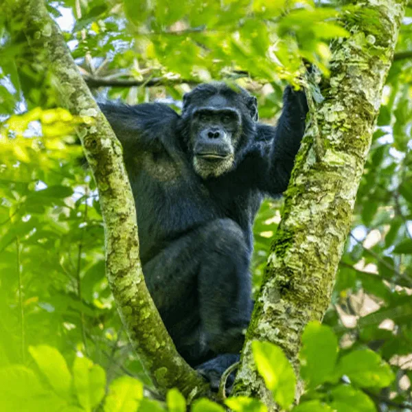 Visit Rwanda Nyungwe
