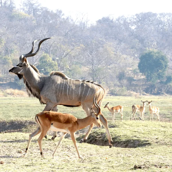 Puku Ridge Lower Zambezi