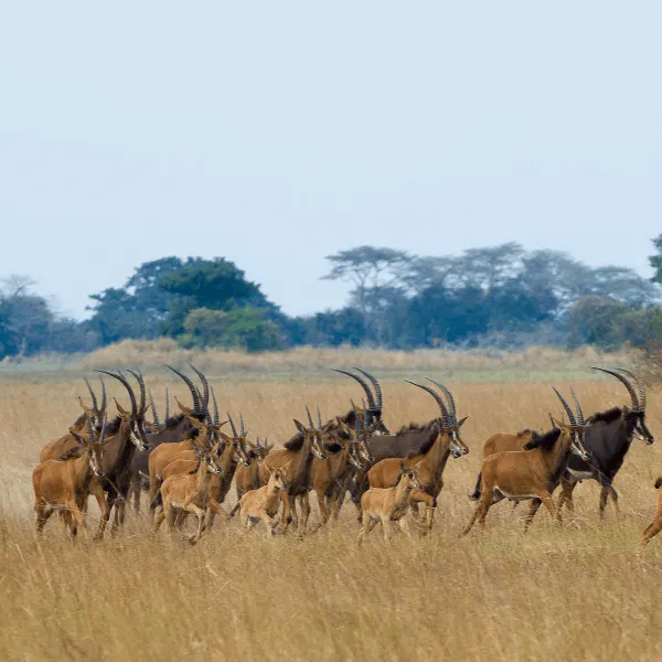 Wilderness Kafue