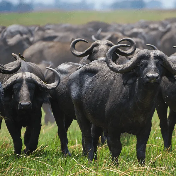Wilderness Kafue