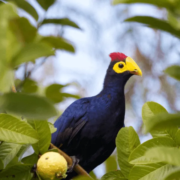 Visit Rwanda Birding