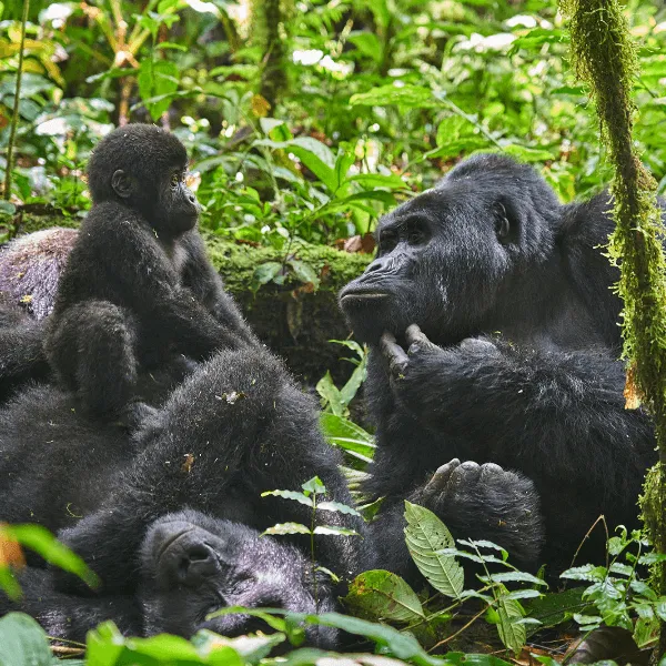 Nkuringo Bwindi Lodge