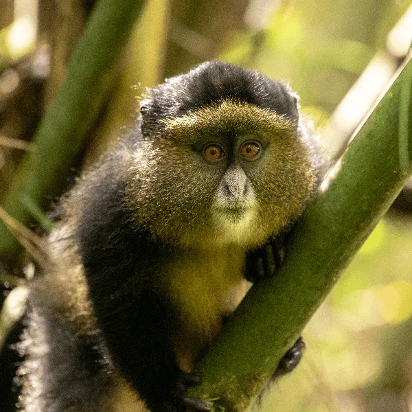 UWA Bwindi