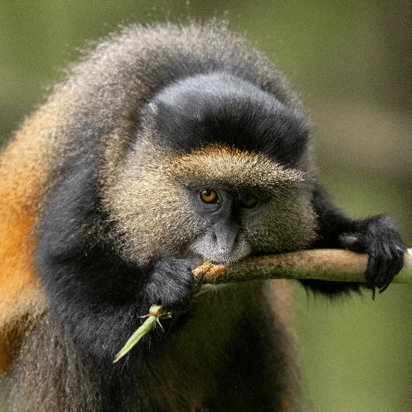 UWA Bwindi