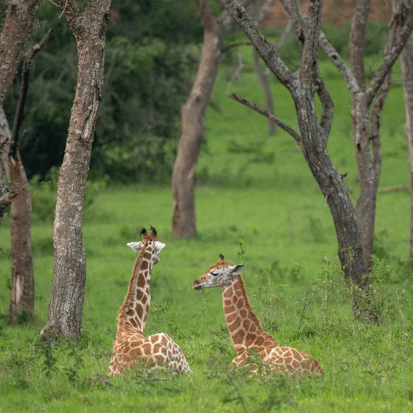 Lake Mburo UWA