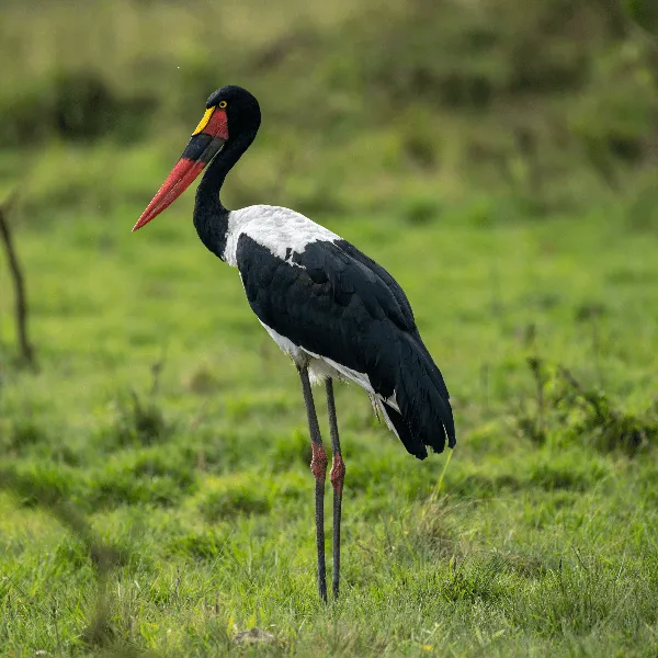 Lake Mburo UWA