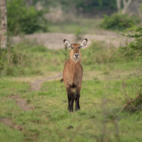 Lake Mburo UWA