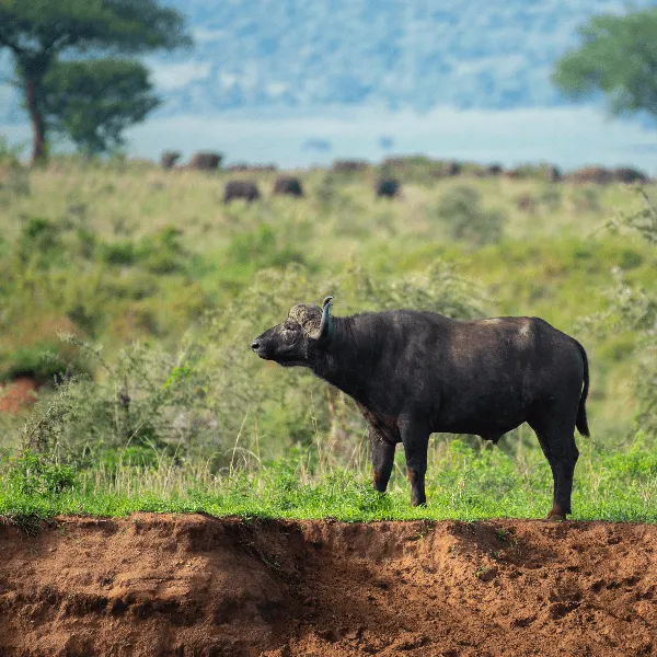 Kidepo Valley UWA