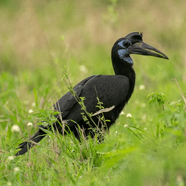 Kidepo Valley UWA