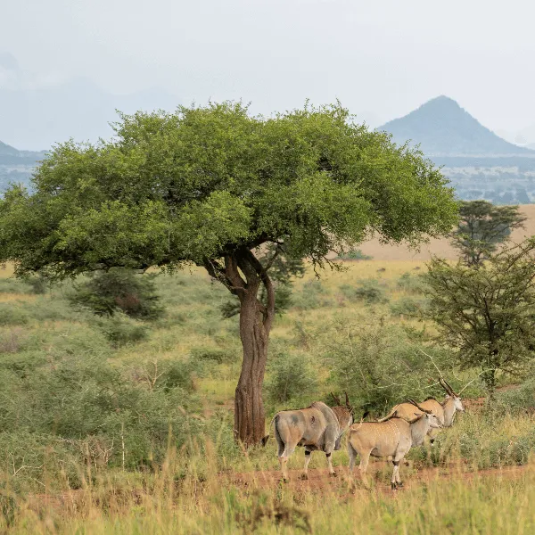 Kidepo Valley UWA