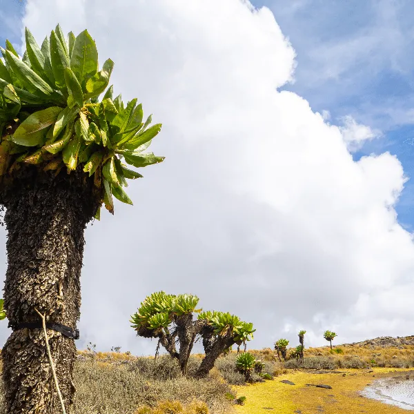 UWA Mount Elgon