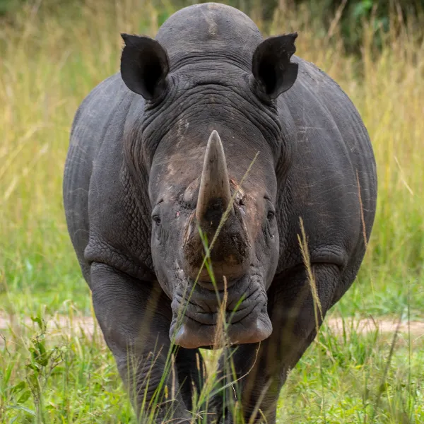 Ziwa Rhino UWA