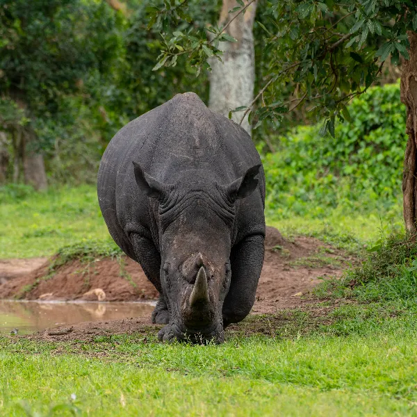 Ziwa Rhino UWA